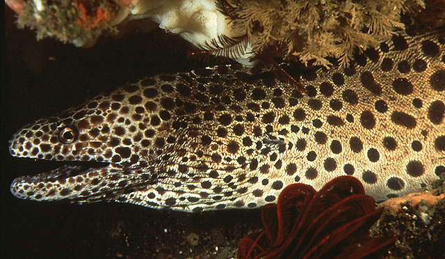 Gymnothorax favagineus (Murena tassellata)